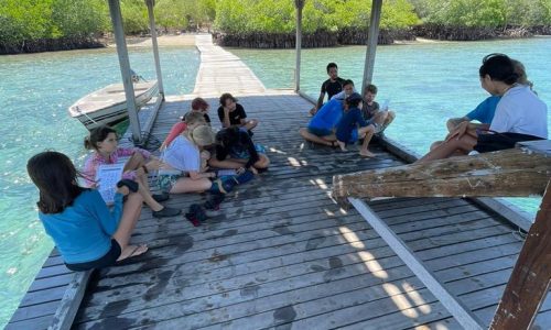 mangrove tour