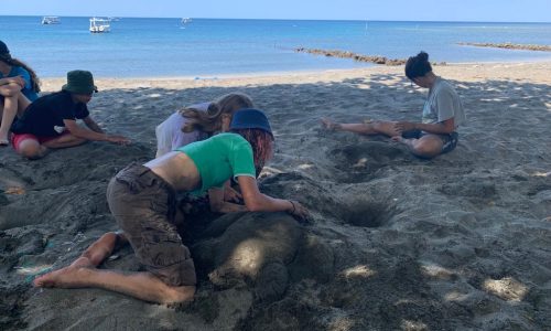 turtle conservation learning